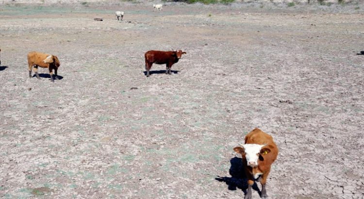 Alertan sobre riesgo de sequías para flora y fauna de Sonora