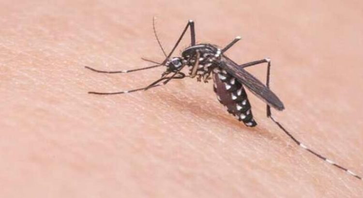 Reportan ocho nuevos casos de dengue en Sonora