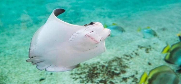 Muerte de mantarrayas mutiladas alerta a autoridades de Sonora Muerte de mantarrayas mutiladas alerta a autoridades de Sonora