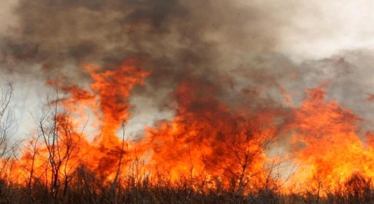 Incendios forestales han afectado 14 mil hectáreas en el estado