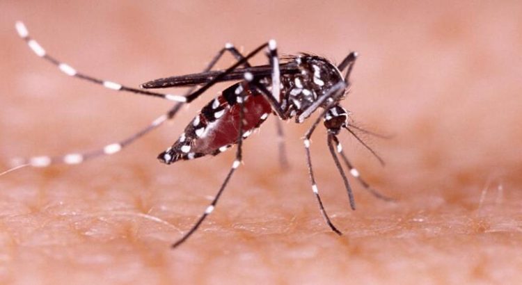 Sonora contabiliza 9 casos de dengue