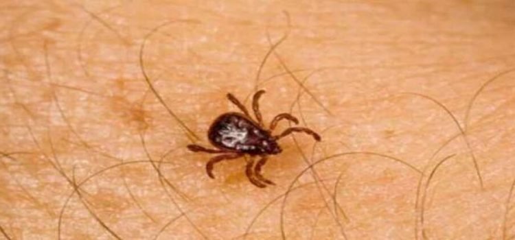 Sonora encabeza casos de rickettsiosis Sonora encabeza casos de rickettsiosis