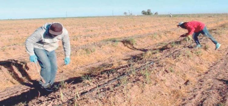 Sonora es número uno en producción de espárrago