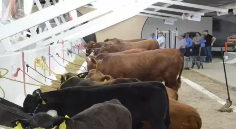 Producen ganaderos de Sonora más de 730 mil toneladas de carne en 2023