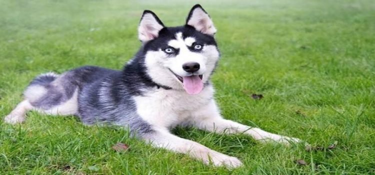 Cachorro Yaiko sobrevive agresión de un vecino en Nogales