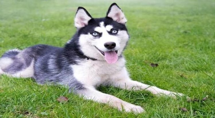 Cachorro Yaiko sobrevive agresión de un vecino en Nogales