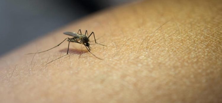 Confirman primera muerte por dengue en Sonora