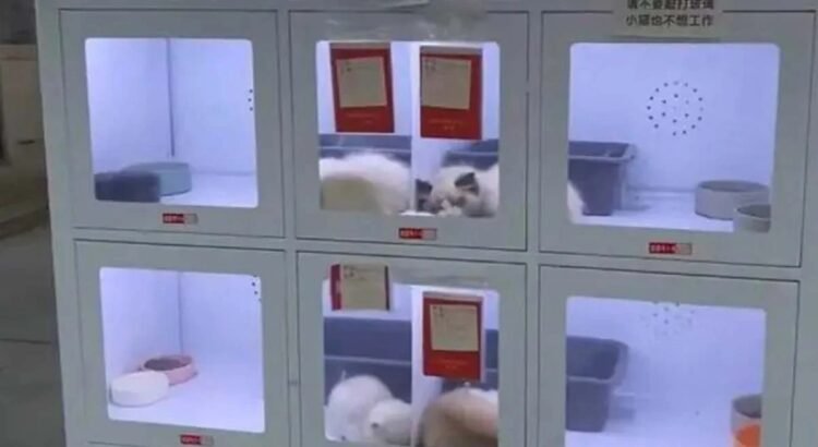 ¿Comprarías una mascota en una máquina expendedora?