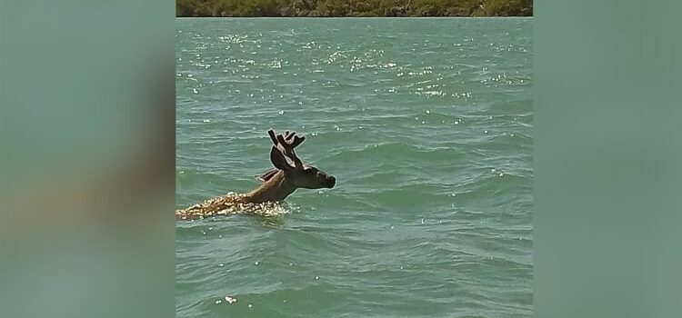 Captan a venado nadando en las Playas de Sonora