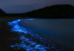 ¿En qué playas de Sonora se verá el agua bioluminiscente?