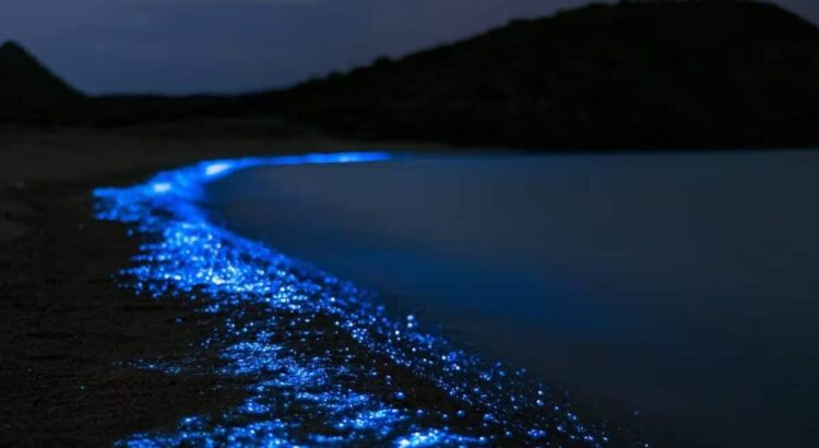 ¿En qué playas de Sonora se verá el agua bioluminiscente?