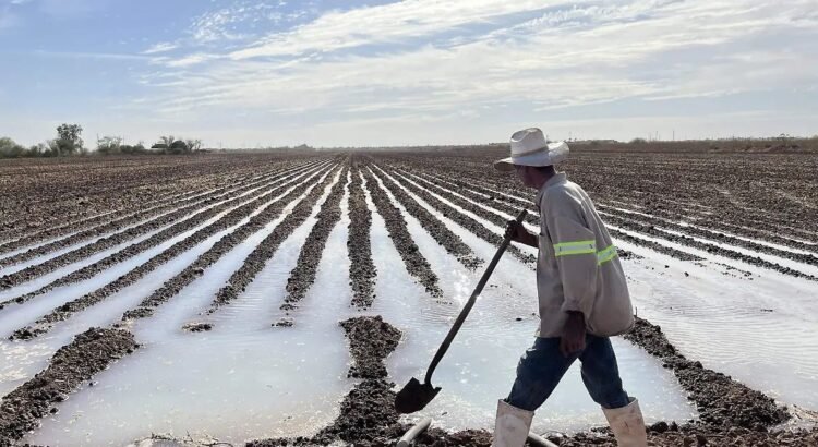 Uso de agua en Sonora: ¿Cuánto consume la agricultura y qué impacto tiene?