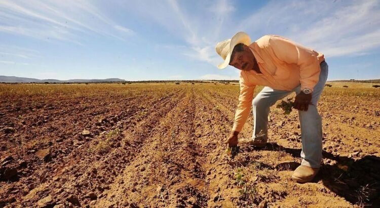 Se beneficiarán más de 4 mil productores sonorenses con programa “Precios de Garantía”