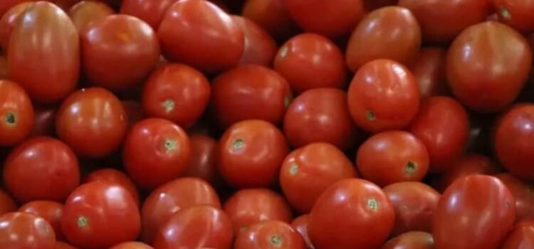 Estados Unidos impone nuevos aranceles al tomate mexicano
