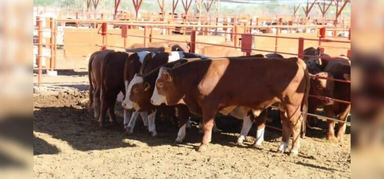 Sonora mantiene su sanidad ganadera: sin rastro del gusano barrenador