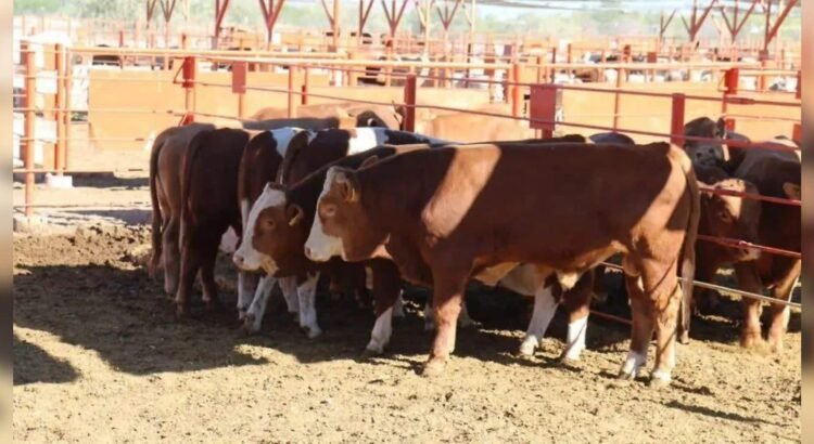 Sonora mantiene su sanidad ganadera: sin rastro del gusano barrenador