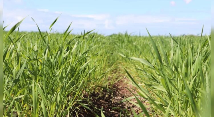 Inicia en Sonora la importación de trigo por productores y empresarios