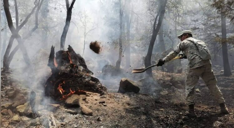 Pronostican incremento de incendios forestales en Sonora