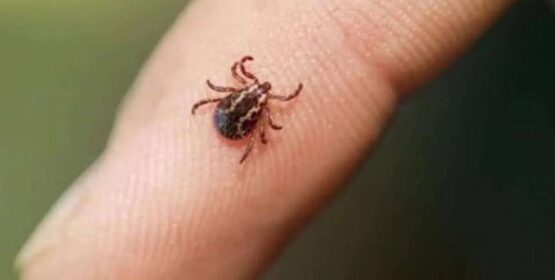 Sonora encabeza casos de rickettsia a nivel nacional