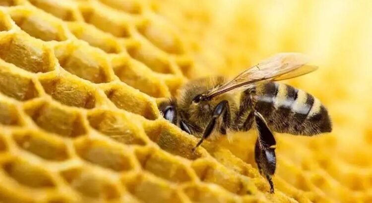 Sector de los apicultores en la región se ve afectado por la falta de floración