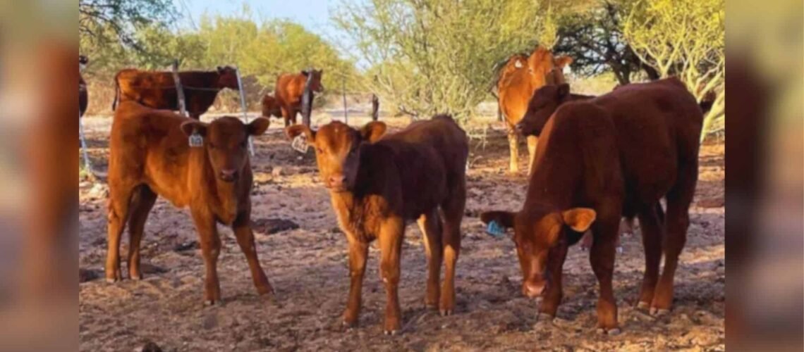 Más de 100 mil reses sin exportar a EU se acumulan en Sonora