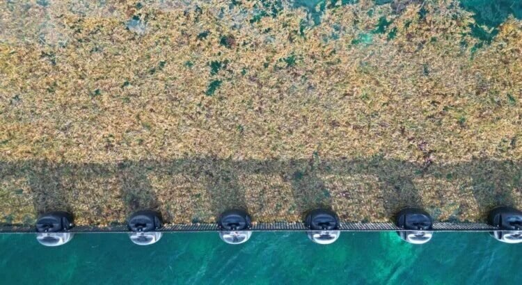 Se han recolectado más de 41 mil toneladas de sargazo este 2025 en QRoo: Sema