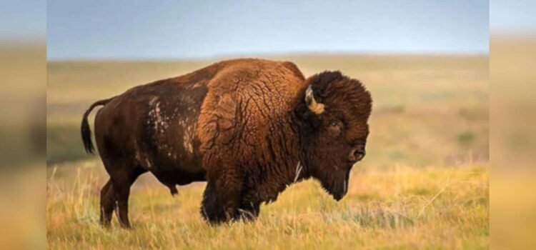 Ubican manada de bisontes en Sonora, en la parte de la sierra cerca de Cananea