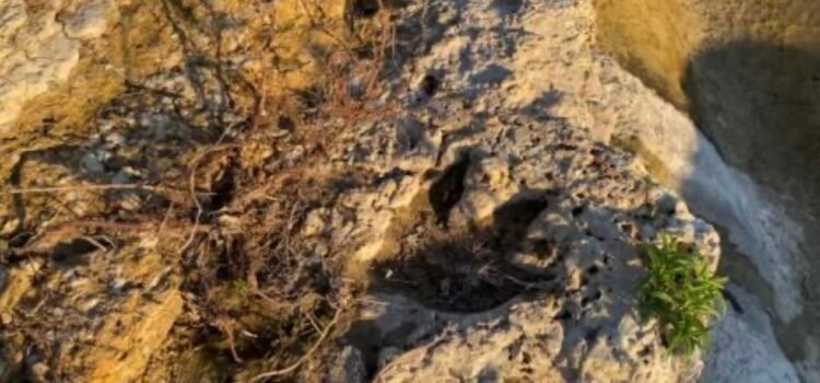 Tecnología 3D al rescate: huellas de dinosaurio de 110 millones de años emergen en Texas tras inundaciones Tecnología 3D al rescate: huellas de dinosaurio de 110 millones de años emergen en Texas tras inundaciones