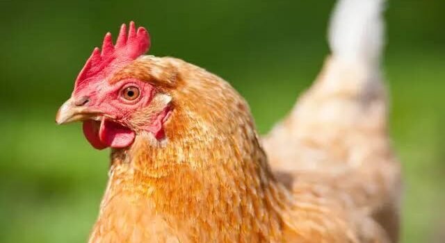 Un pollo para la paz: juez en China resuelve disputa de divorcio de forma inusual Un pollo para la paz: juez en China resuelve disputa de divorcio de forma inusual