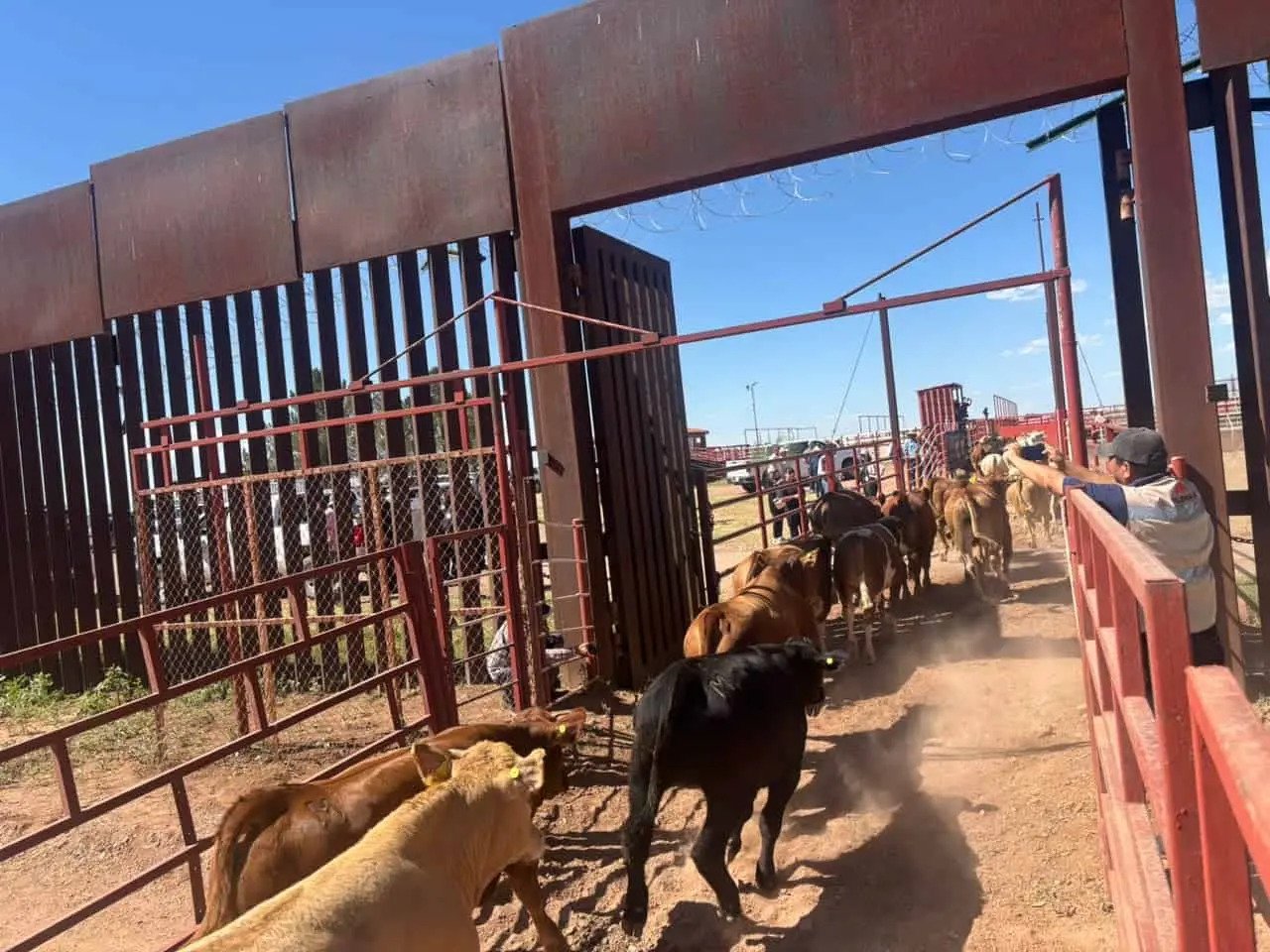Nogales avanza en la recuperación de exportaciones ganaderas hacia EE. UU.