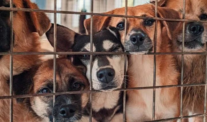 Rescatan a 20 perros en estado de abandono en Nogales